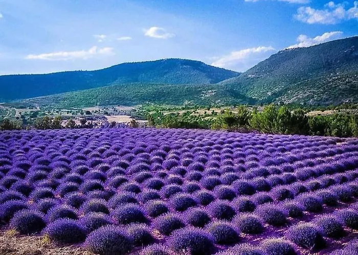 La Salamandre De L Olivier - Le Mimosa Villa
