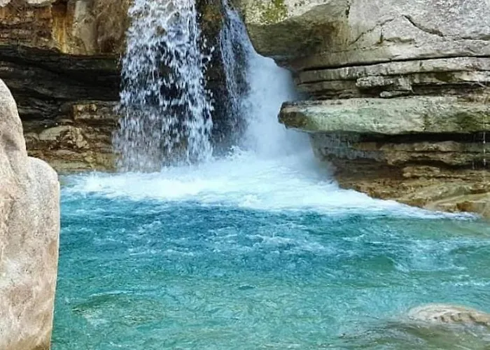 La Salamandre De L Olivier - Le Mimosa *