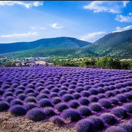 La Salamandre De L Olivier - Le Mimosa Villa