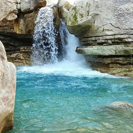 La Salamandre De L Olivier - Le Mimosa *