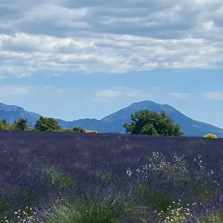 La Salamandre De L Olivier - Le Mimosa Villa