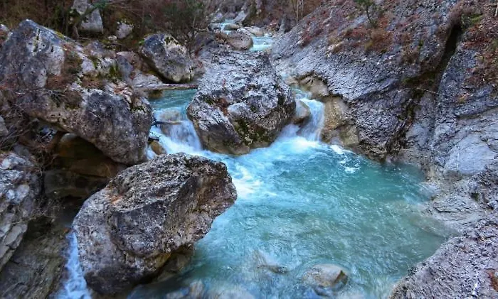 La Salamandre De L Olivier - Le Mimosa * Aubignosc