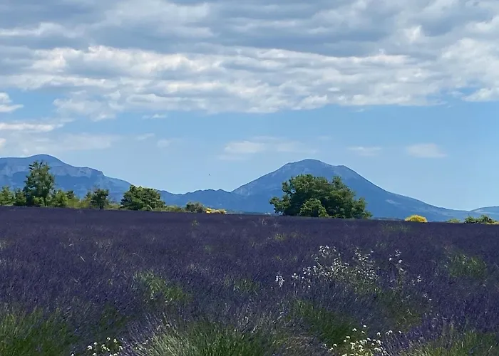 La Salamandre De L Olivier - Le Mimosa Villa